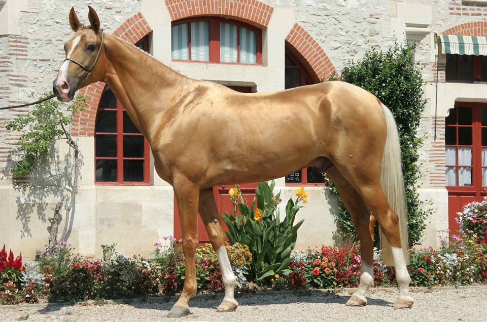 Golden Akhal Teke Horse